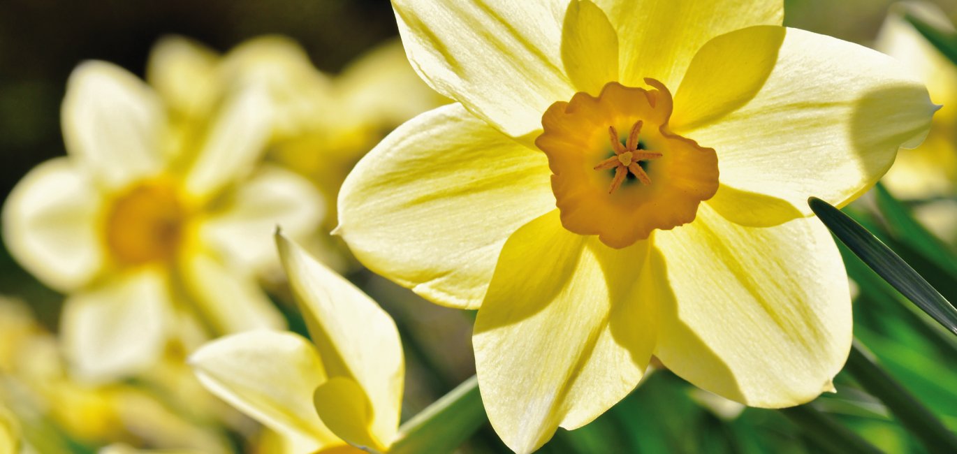 Narzissen © photo 5000 - Fotolia.com