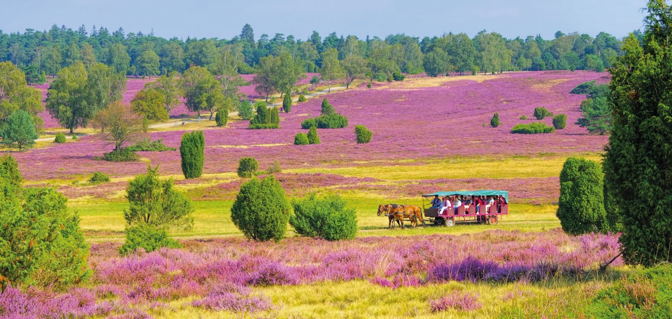 Kutschfahrt durch die blühende Lüneburger Heide  © LianeM - stock.adobe.com