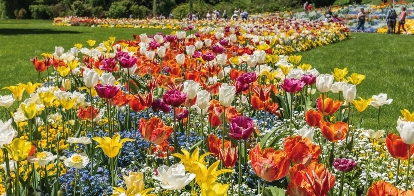 Tulpenblüte auf der Insel Mainau © dermerkur-fotolia.com