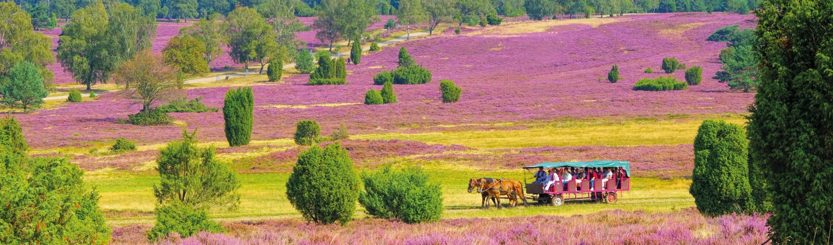 Kutschfahrt durch die blühende Lüneburger Heide  © LianeM - stock.adobe.com