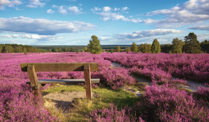 Lüneburger Heide © BVpix-stock.adobe.com