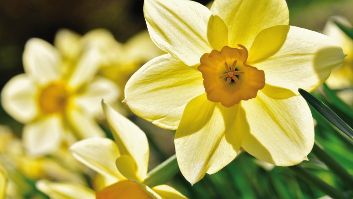 Narzissen © photo 5000 - Fotolia.com