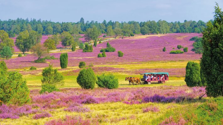 Kutschfahrt durch die blühende Lüneburger Heide  © LianeM - stock.adobe.com