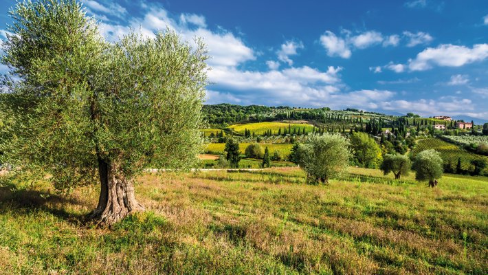 Olivenbaum in der Toskana © shaiith-stock.adobe.com