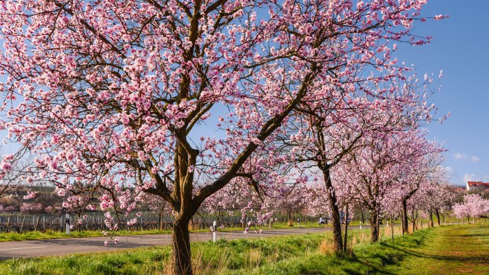 Mandelblüte in der Pfalz © Conny Pokorny - stock.adobe.com