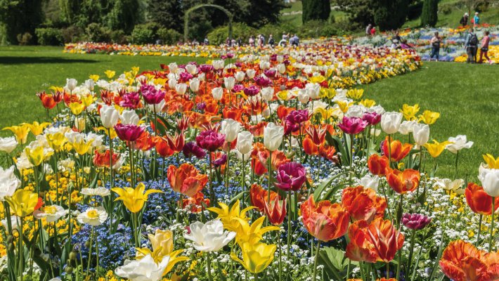 Tulpenblüte auf der Insel Mainau © dermerkur-fotolia.com